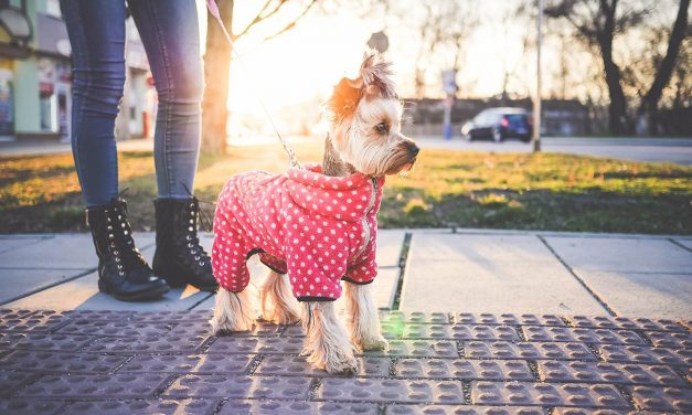 Million Paws Walk