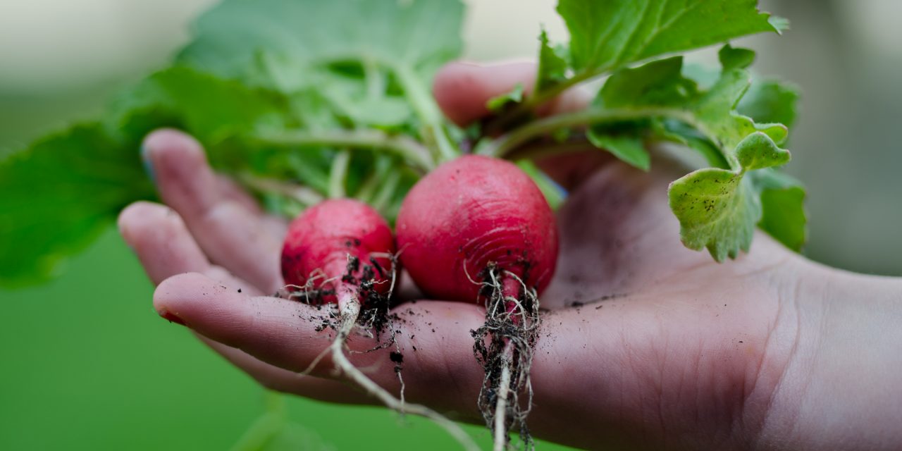 Community gardens: Urban oasis