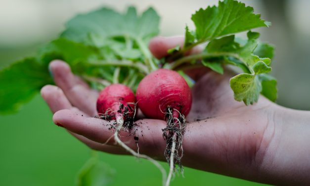 Community gardens: Urban oasis