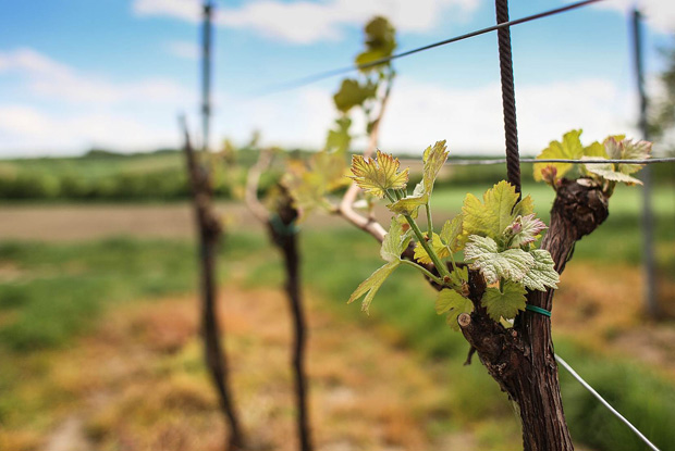 Wines from Lake George region