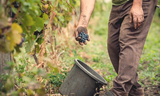 Raise a glass to the Canberra District Wine Harvest Festival