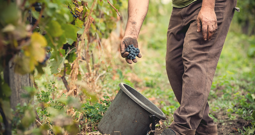 Raise a glass to the Canberra District Wine Harvest Festival