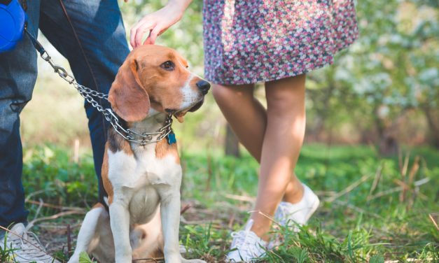 RSPCA Million Paws Walk: Walk to fight animal cruelty