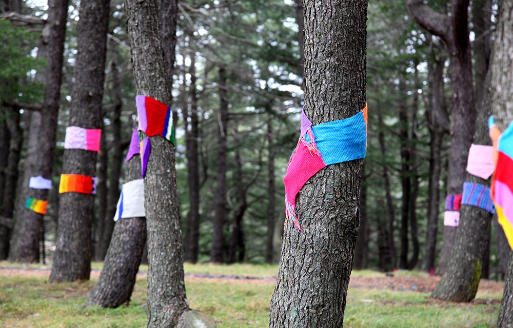 Warm Trees breathes colour into National Arboretum