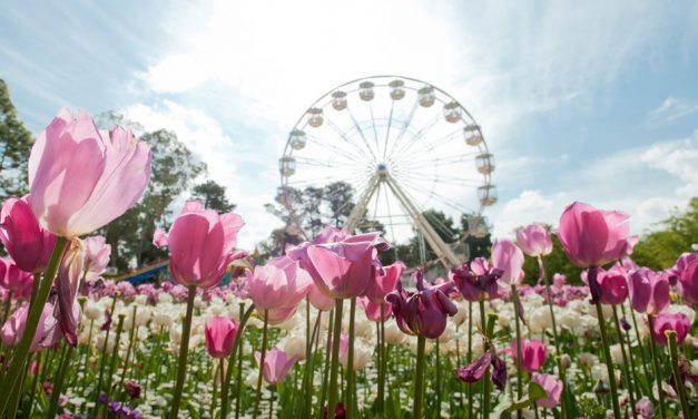 Insider’s guide to Floriade