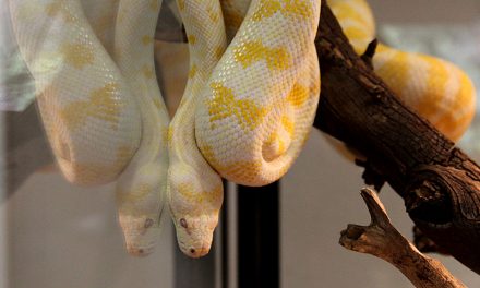 Feed an albino python!