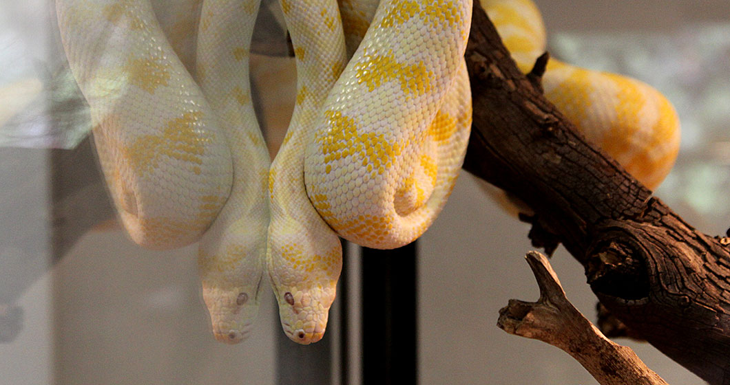 Feed an albino python!