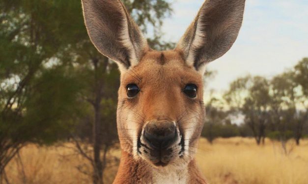 WIN A Double Pass to Kangaroo at Dendy Cinemas