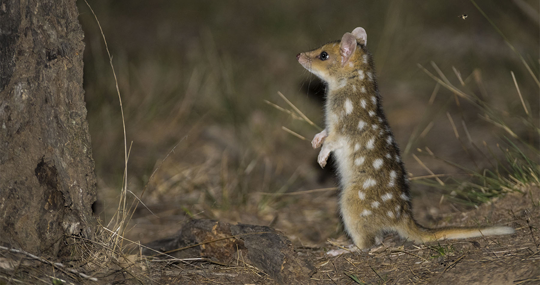 Frisky quolls are loving Canberra life!