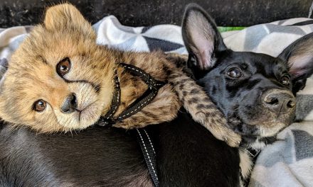 The cutest BFFs in Canberra