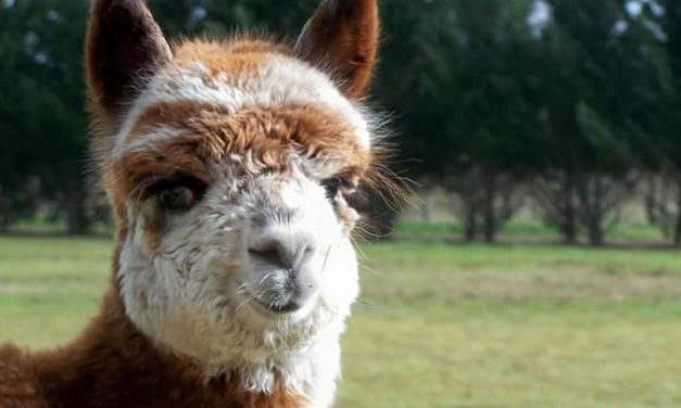 Alpaca Your Bags We’re Saving The Farm