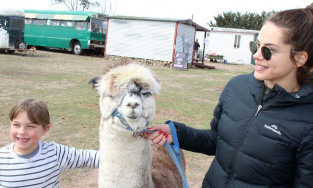 We Saved The Alpacas!