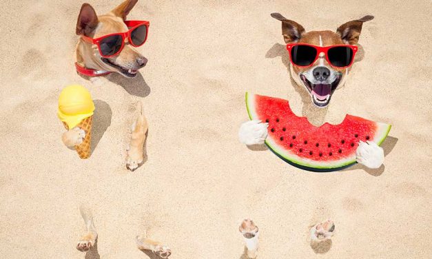 6 tips to keep your pets cool this summer