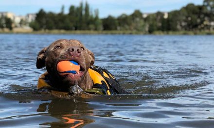 6 places to take your doggy swimming this Summer