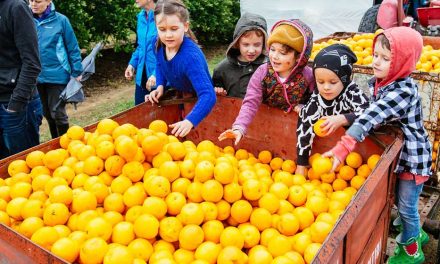 Paddock to plate – Harvest Festival Central Coast