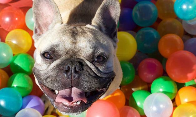 A Pooch Affair party: are you obsessed with your dog?