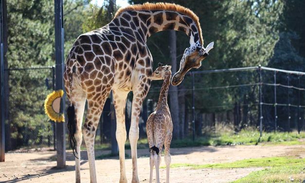 Your chance to name the baby giraffe at NZA