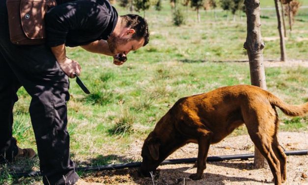 Everyday We’re Trufflin’: Truffle Hunts around CBR