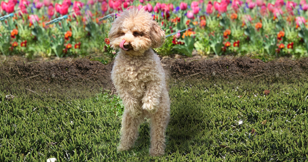 The pups who rocked it at Dogs Day Out