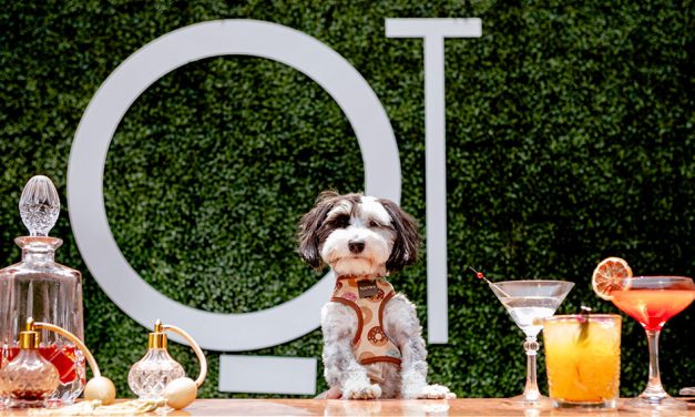 It’s all about the pups at Canberra’s new dog festival